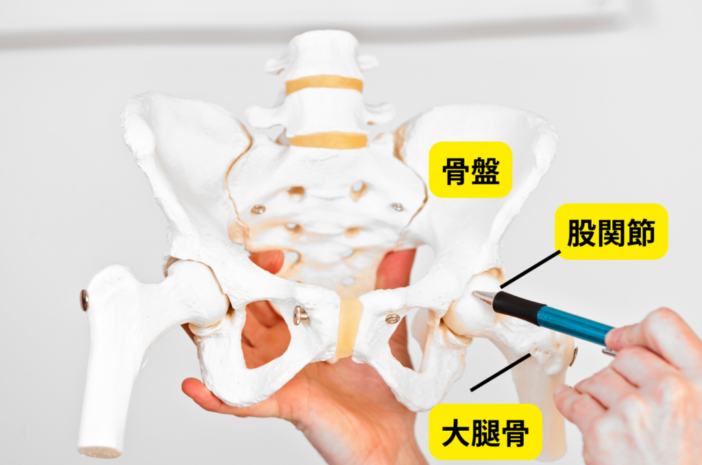 股関節の構造を解説した写真